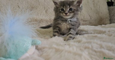 Maine Coon cats - Advert 1