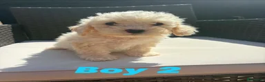 Cavapoo 2
