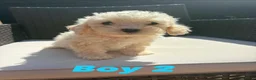 Cavapoo dogs for sale: F2 Cavapoo puppies for sale - Advert 2