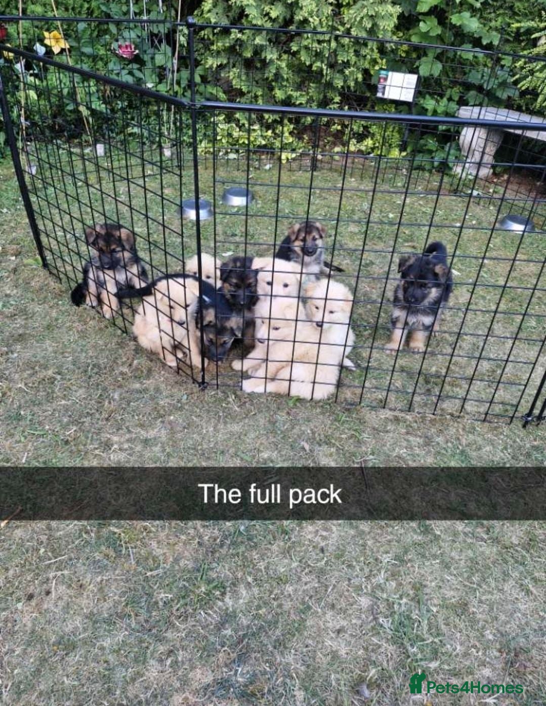 German Shepherd dogs 8 pups available   - Advert 1