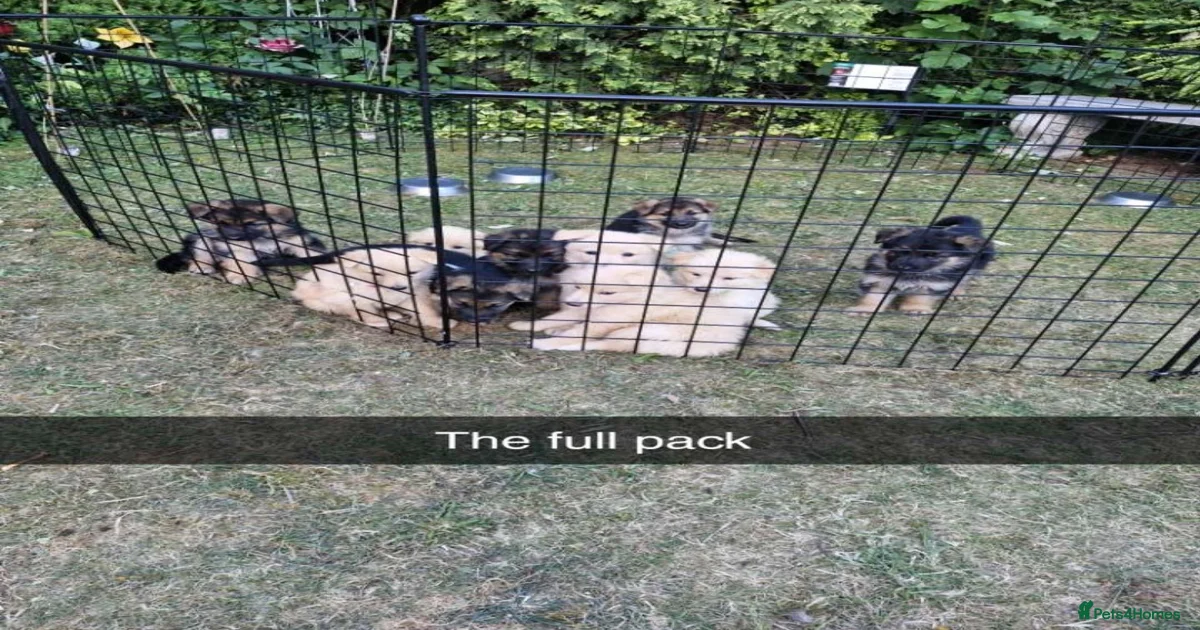 german-shepherd-puppies-for-sale-in-doncaster-south-yorkshire-pets4homes