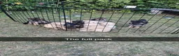 German Shepherd dogs for sale: 8 pups available   in Doncaster - Advert 1