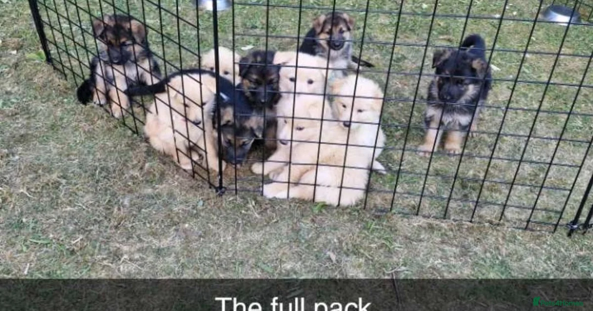 German Shepherd Puppies For Sale In Doncaster South Yorkshire Pets4Homes german-shepherd-puppies-for-sale-in-doncaster-south-yorkshire-pets4homes