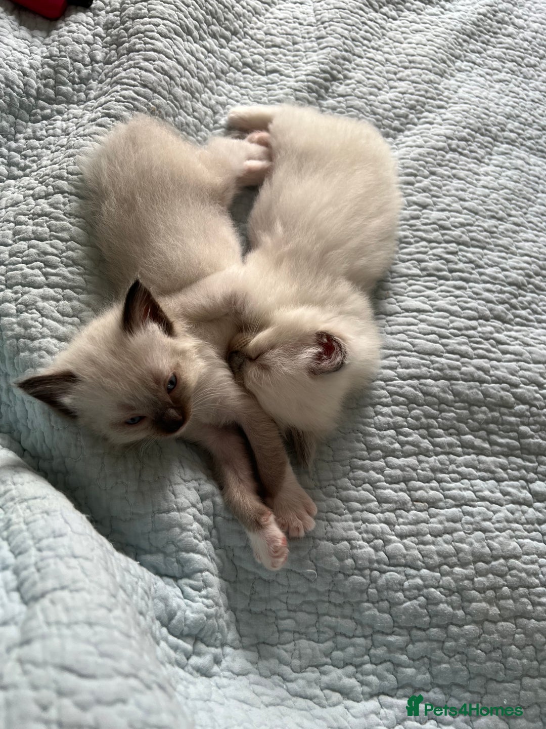 Ragdoll cats for sale: Blue mitted and bicolour ragdolls - Image 25