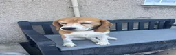 Beagle dogs for sale: KC Reg Pure Bred Male Tri coloured beagle - Advert 5