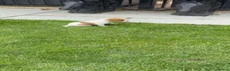 Jack Russell dogs for sale: Jack Russell Puppies  - Advert 8