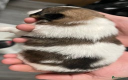 Pomeranian dogs for sale: ****7 Tri/parti Pom pups 3 girls left ** deposit - Image 9