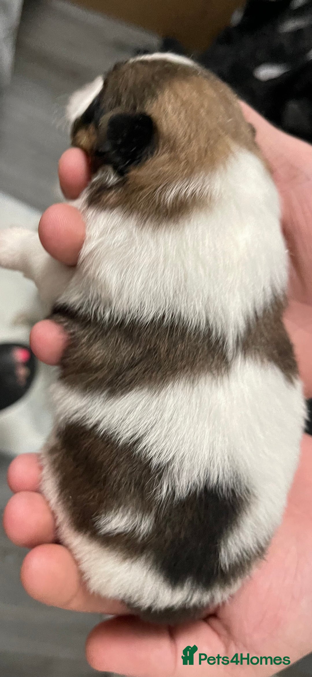 Pomeranian dogs for sale: ****7 Tri/parti Pom pups 3 girls left ** deposit - Image 9