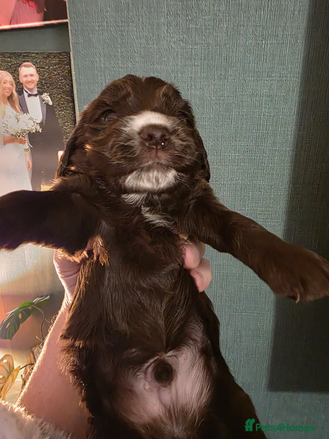 Cocker Spaniel dogs for sale: Choc roan cocker spaniel pups  - Advert 18