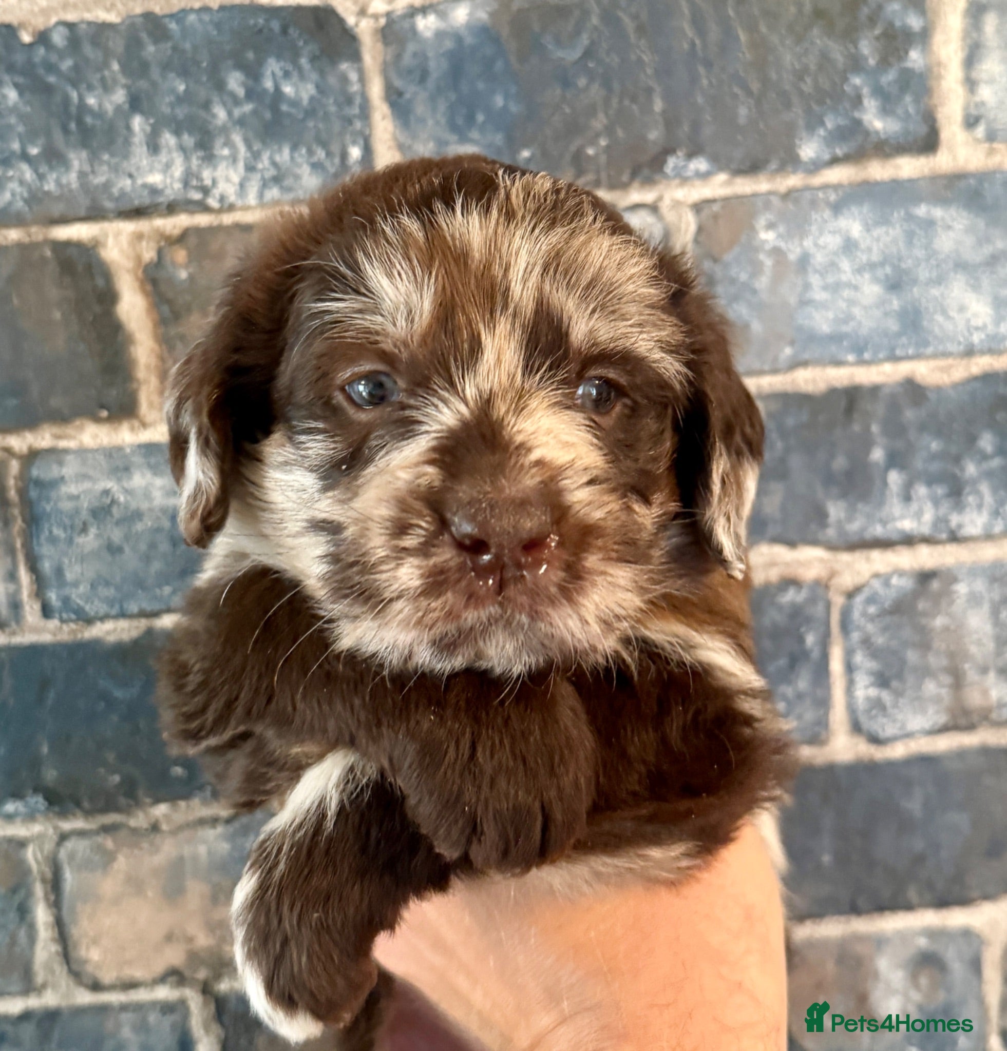 Labradoodle dogs 🐾 Rare Merle Labradoodles Ready This Summer! 🐾 - Advert 2