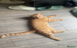 Mixed Breed cats for sale: Ginger Boy - Image 2