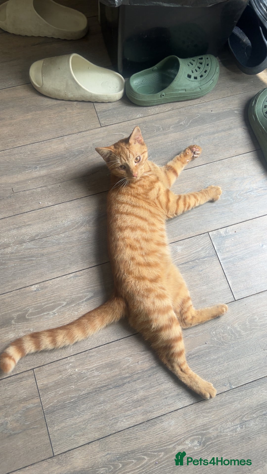 Mixed Breed cats for sale: Ginger Boy - Image 2