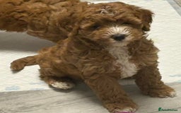 Cockapoo dogs for sale: 5 🌟 fox red cockapoo babies  ready  🏠 now 🐶 - Image 10