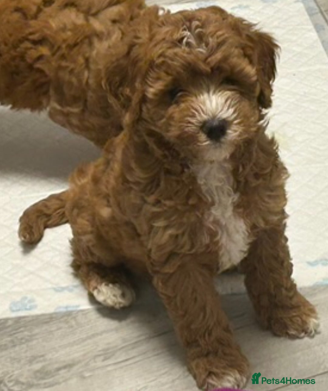 Cockapoo dogs for sale: 5 🌟 fox red cockapoo babies  ready  🏠 now 🐶 - Image 10