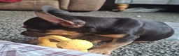 Mixed Breed dogs for sale: Frenchie x Dachshund  - Advert 3