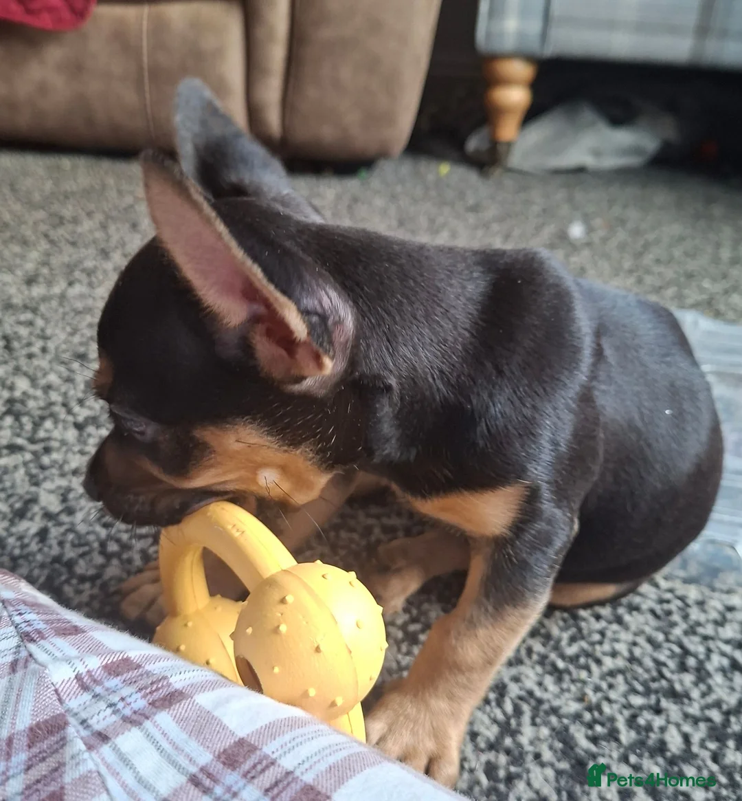 Mixed Breed dogs for sale: Frenchie x Dachshund  - Advert 3