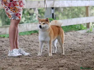 Japanese Shiba Inu dogs Champion bloodline health Japanese Shiba Inu stud - Advert 1