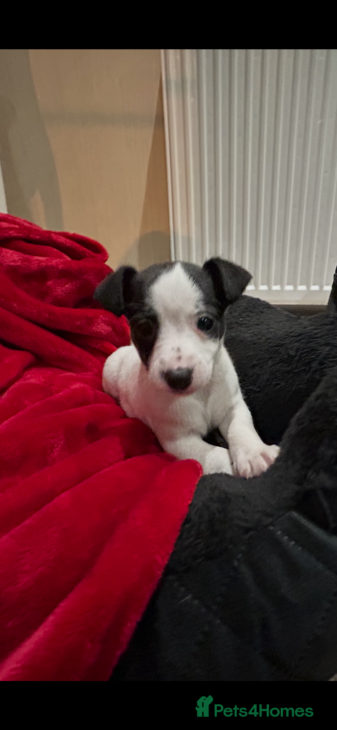 Jack Russell dogs Jack Russell puppies  - Advert 2