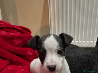 Jack Russell dogs Jack Russell puppies - Advert 2