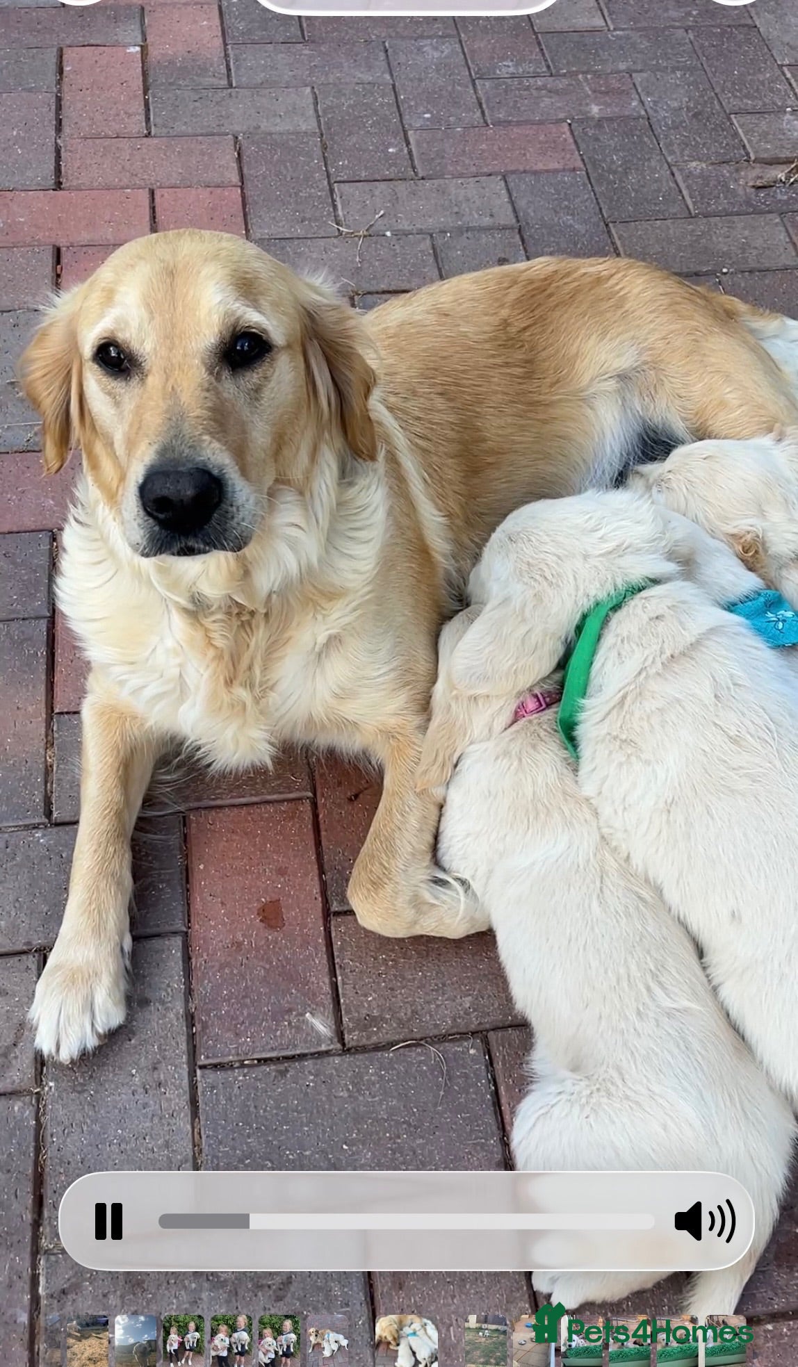 Golden Retriever dogs for sale: Thieves! They will steal your ❤️ - Advert 1