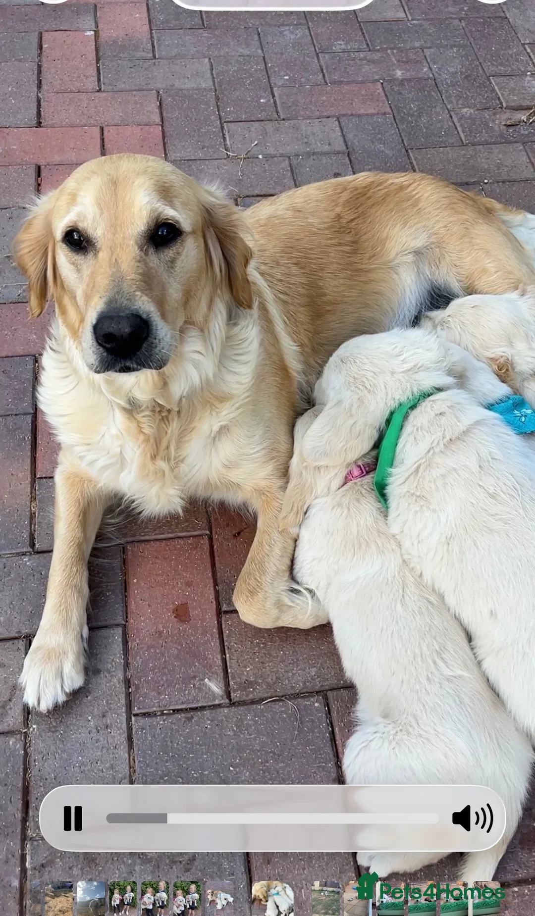 Golden Retriever dogs for sale: Thieves! They will steal your ❤️ in Leominster - Advert 1