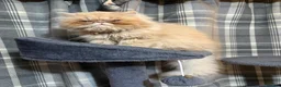 Persian cats for sale: 1 year old champagne pure breed Persian boy  - Advert 9