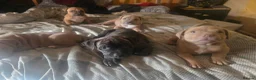Mixed Breed dogs for sale: Pocket bully cross presa canario in Blackburn - Advert 16