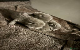 British Shorthair cats for sale: Still available male BSH kitten, Ready now!!! - Image 7