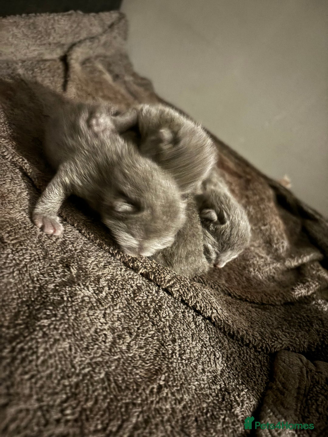 British Shorthair cats for sale: Still available male BSH kitten, Ready now!!! - Image 7