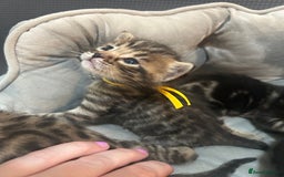 Bengal cats for sale: 5 bengal x tiger cubs for sale ragdoll x stunning - Image 9