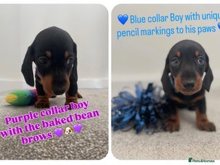 Miniature Dachshund dogs LAST 2 BOYS LEFT mini smooth Dachshund pups - Advert 3