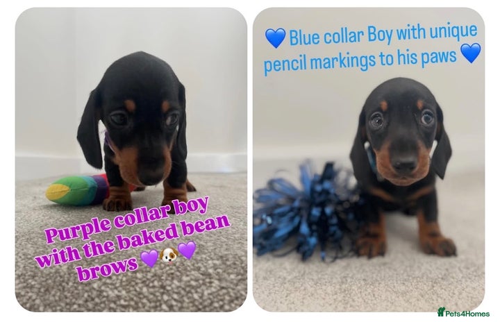 Miniature Dachshund dogs LAST 2 BOYS LEFT mini smooth Dachshund pups - Advert 3