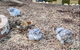 Chickens poultry for sale: Trio lavender splash American Silkie Bantams - Image 3