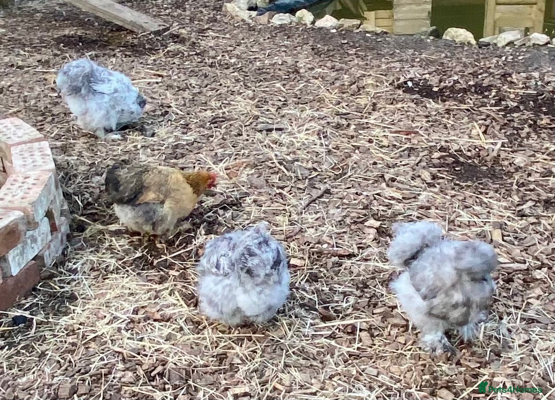 Chickens poultry for sale: Trio lavender splash American Silkie Bantams - Image 3