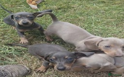 Miniature Dachshund dogs for sale: Miniature Dachshund Puppies  - Image 4