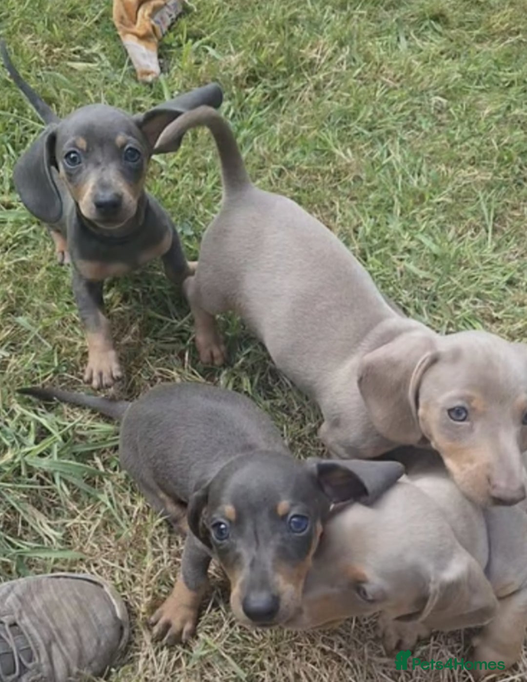 Miniature Dachshund dogs for sale: Miniature Dachshund Puppies  - Image 4