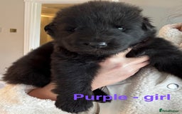 German Shepherd dogs for sale: Shepherd puppies for sale  - Image 7