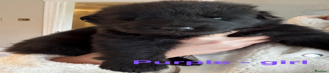 German Shepherd Puppy 2