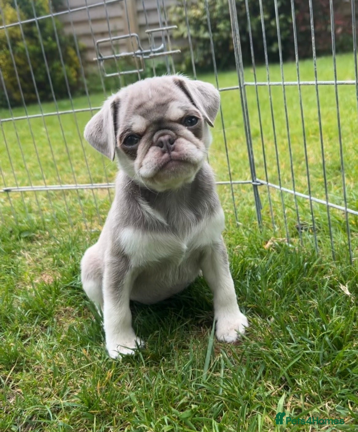 Pug dogs Female Pug puppy - Advert 2