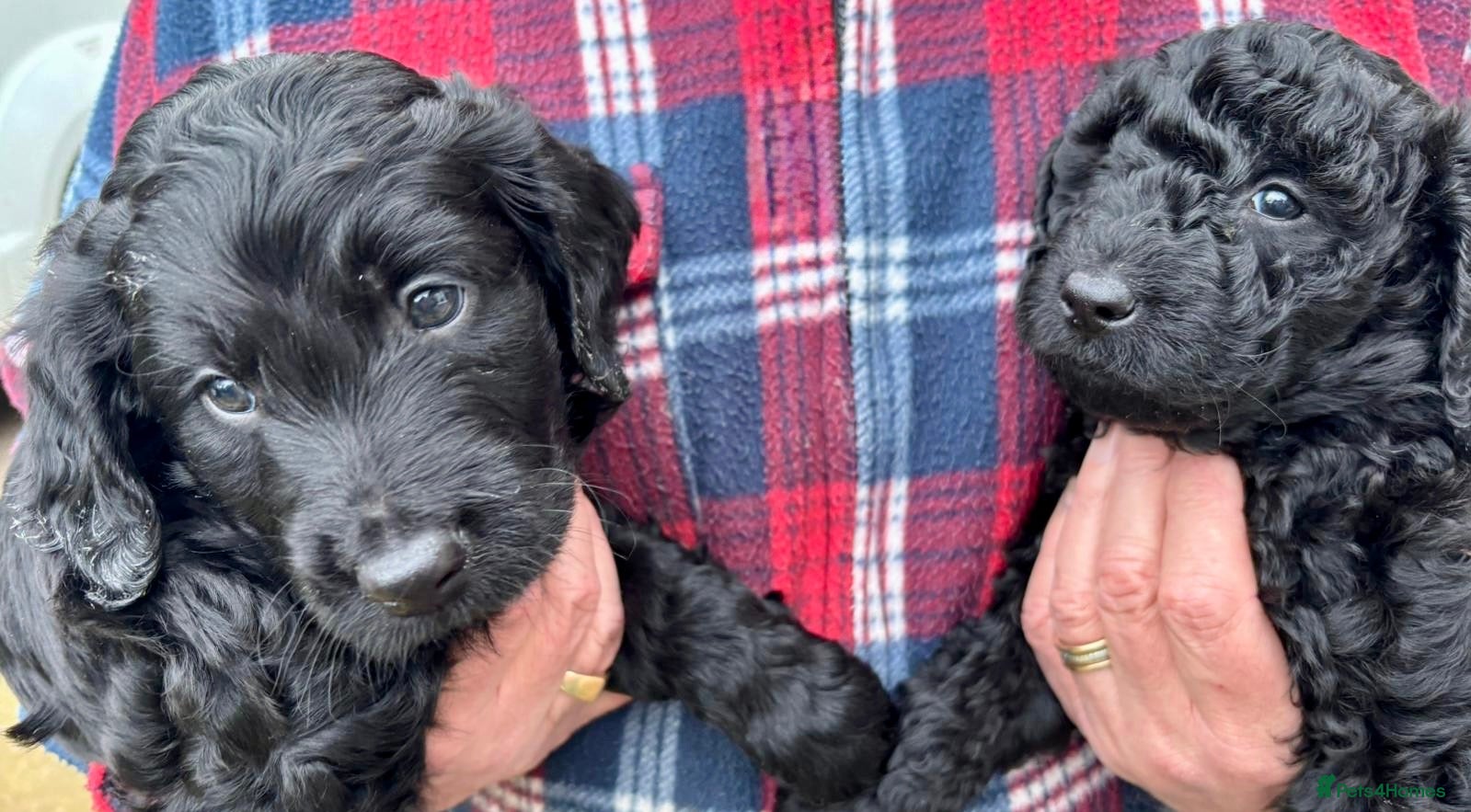 Double Doodle dogs Double Doodle puppies  - Advert 4