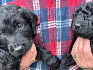 Double Doodle dogs Double Doodle puppies - Advert 4