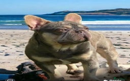 French Bulldog dogs for sale: 💙 French bulldog pups kc reg lilac and tan   - Image 11