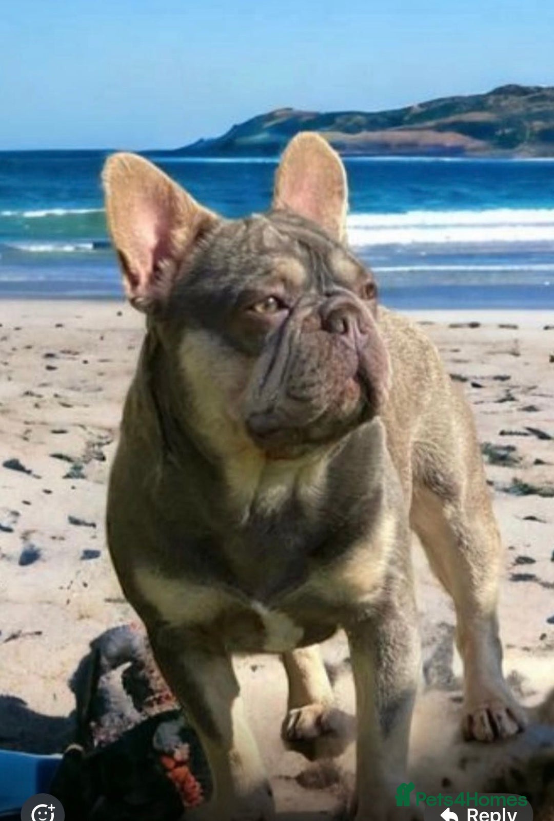 French Bulldog dogs for sale: 💙 French bulldog pups kc reg lilac and tan   - Image 11