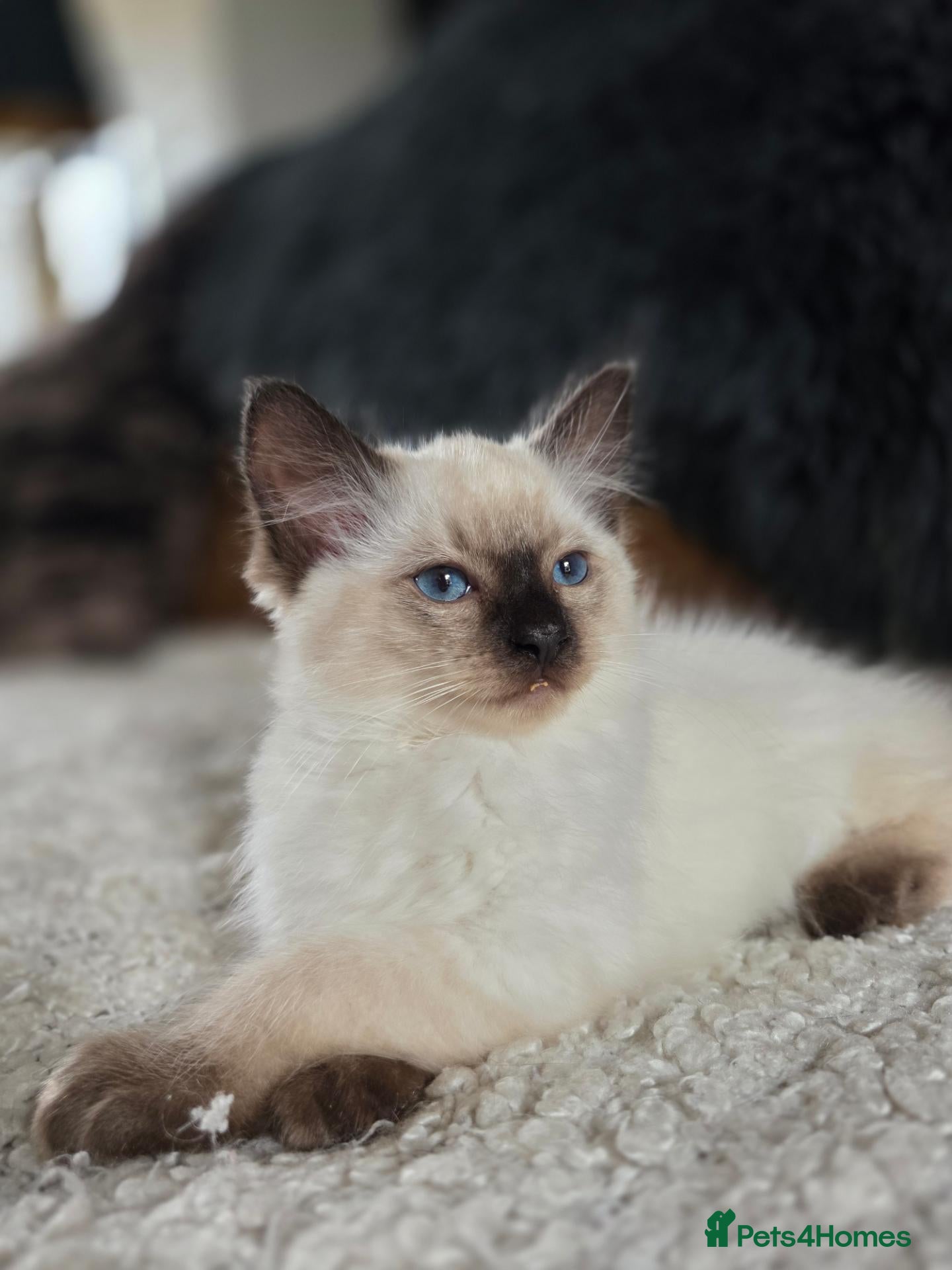 Ragdoll cats Beautifull Ragdoll Kittens - Ready Now! - Advert 6
