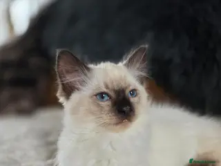 Ragdoll cats Beautifull Ragdoll Kittens - Ready Now! - Advert 6