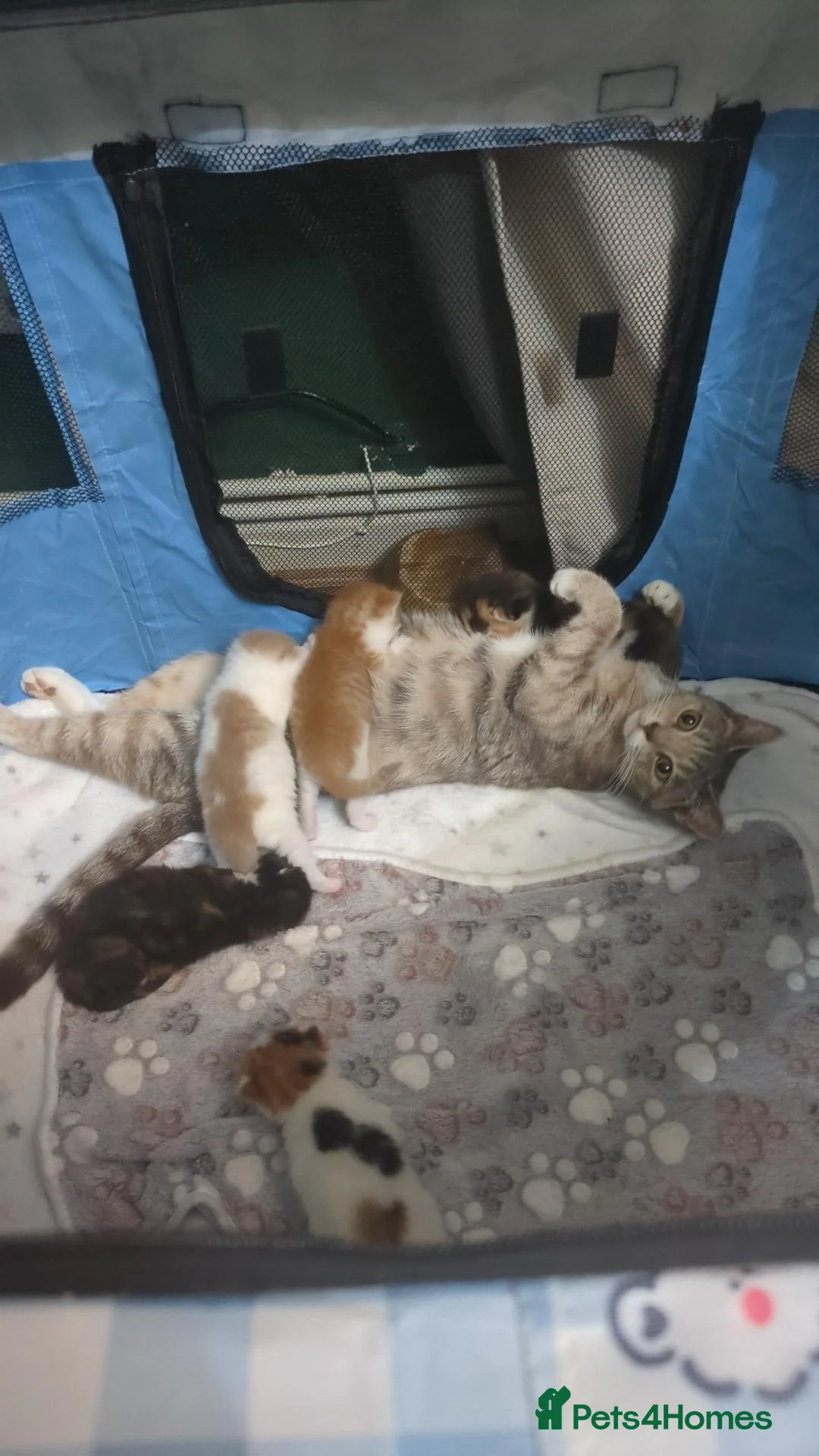 British Shorthair cats for sale: 7 beautiful kittens.  - Advert 1