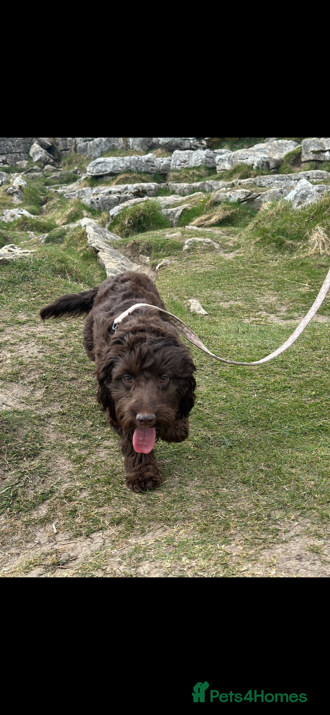 Cockapoo dogs for stud: 🐶 F1 Miniature Cockapoo Stud Available 🐶 - Advert 3