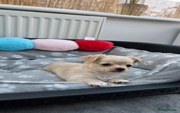 Chihuahua dogs for sale: Chihuahua puppies available  - Image 2