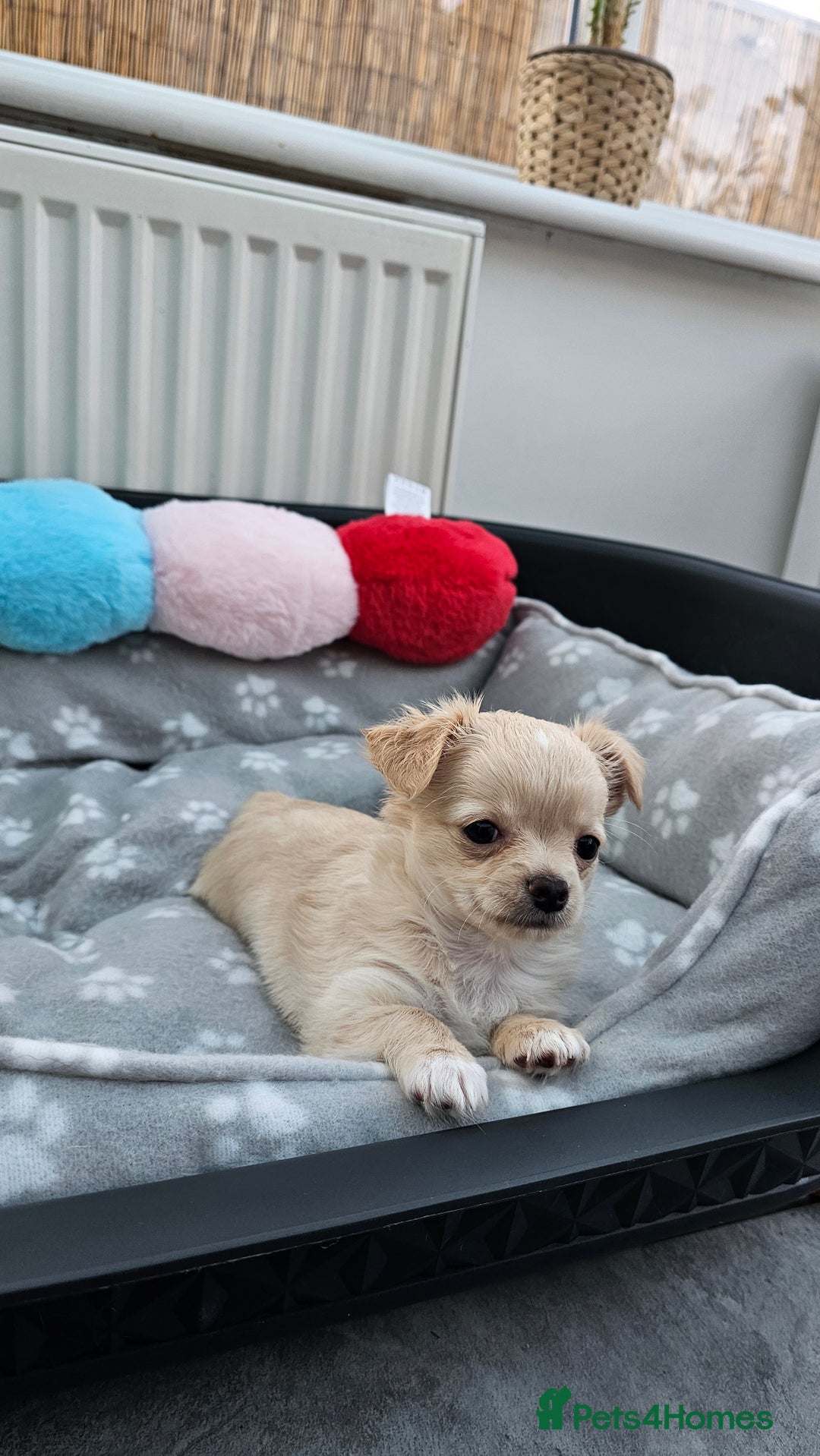 Chihuahua dogs for sale: Chihuahua puppies available  - Image 2
