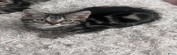 Mixed Breed cats for sale: Kittens - Advert 17